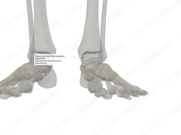Talocalcaneal Interosseous Ligament (Left)