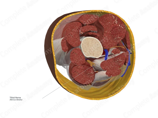 Tibial Nerve 