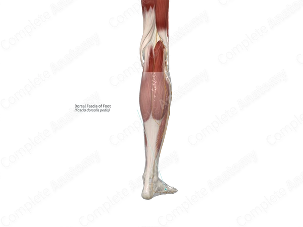 Dorsal Fascia of Foot