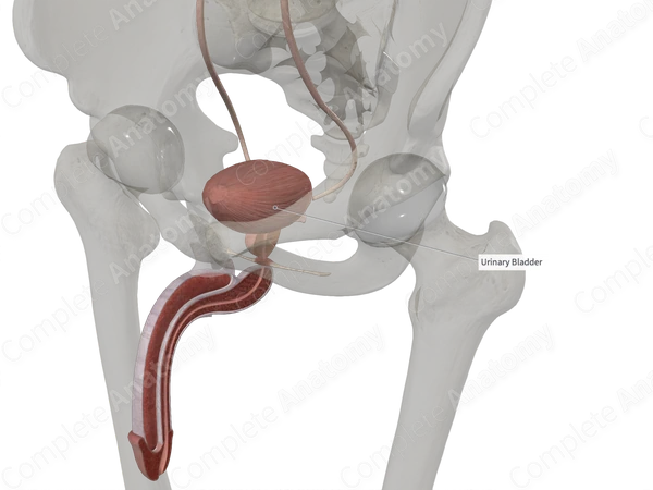 Urinary Bladder (Right Part)
