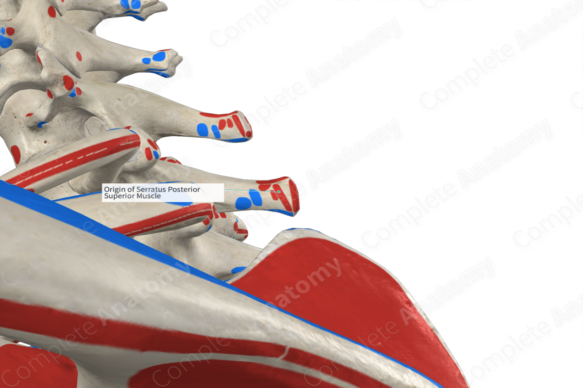 Origin Of Serratus Posterior Superior Muscle | Complete Anatomy