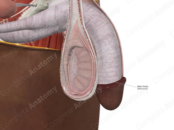 Rete Testis 