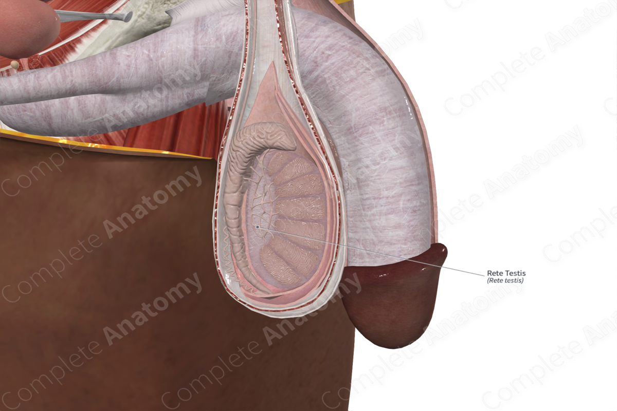 Rete Testis 