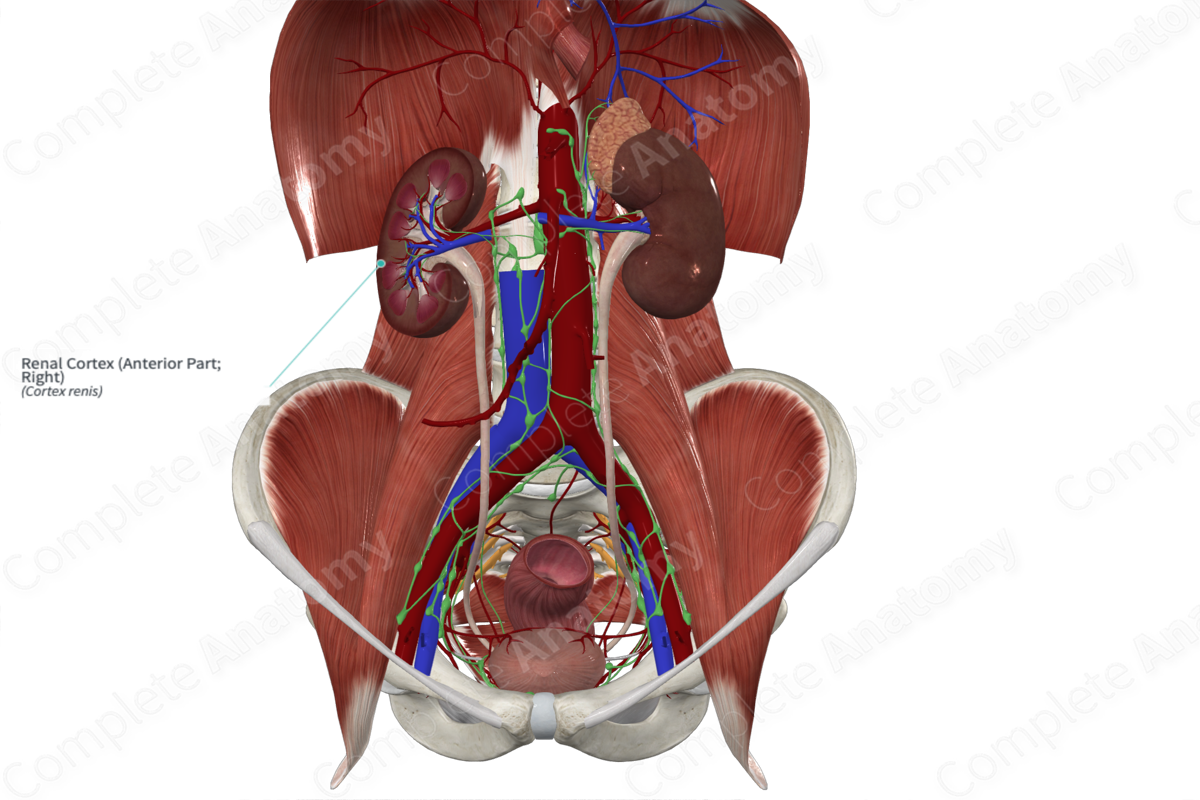 Renal Cortex (Anterior Part; Left)