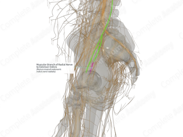 Muscular Branch of Radial Nerve to Extensor Indicis (Left)
