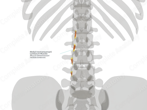 Medial Intertransversarii Lumborum Muscles (Right)