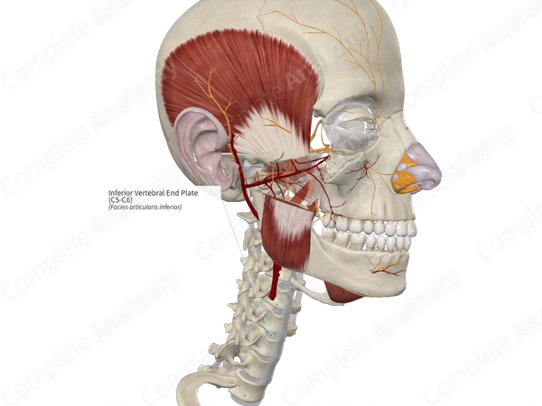 Inferior Vertebral End Plate (C5-C6)