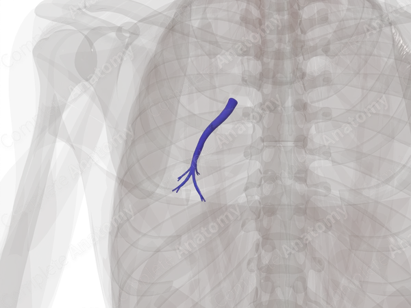 Pulmonary Arteries of Inferior Lobe of Left Lung