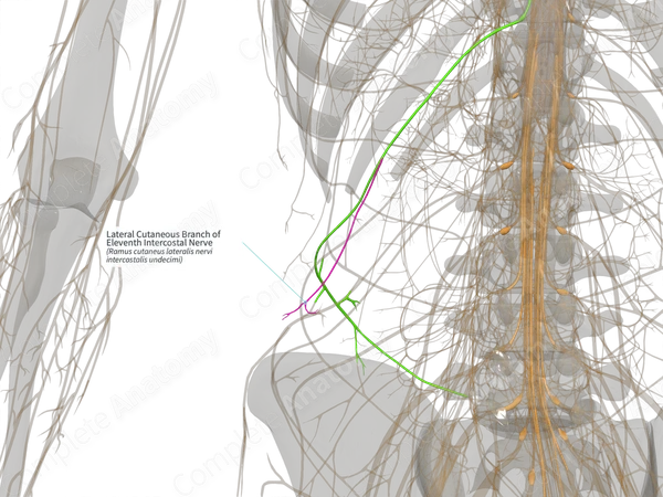 Lateral Cutaneous Branch of Eleventh Intercostal Nerve (Left)