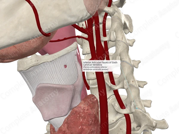Inferior Articular Facets of Sixth Cervical Vertebra