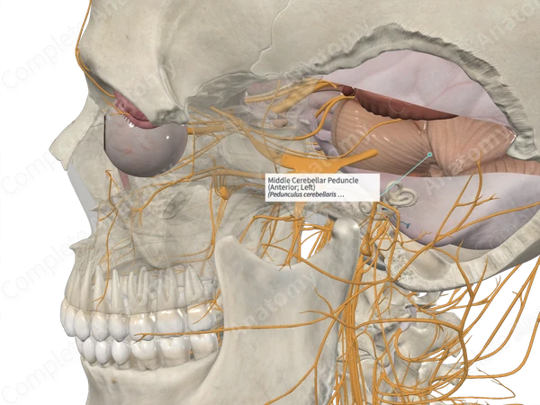 Middle Cerebellar Peduncle (Anterior; Left)