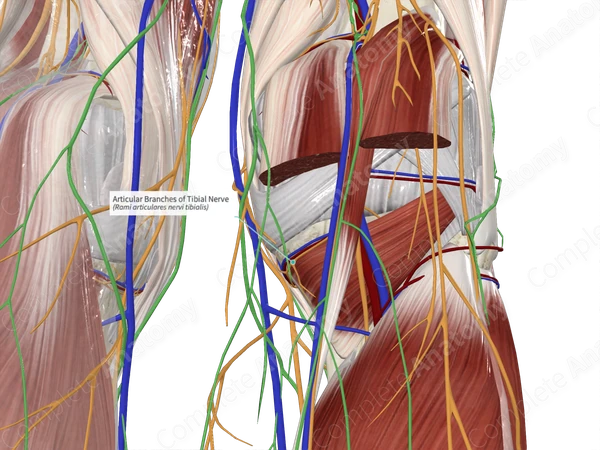 Articular Branches of Tibial Nerve