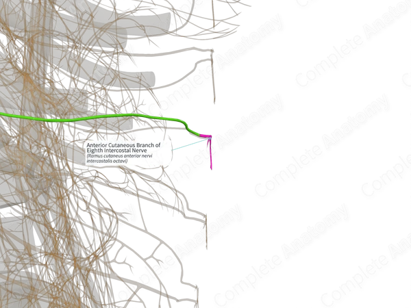 Anterior Cutaneous Branch of Eighth Intercostal Nerve (Right)