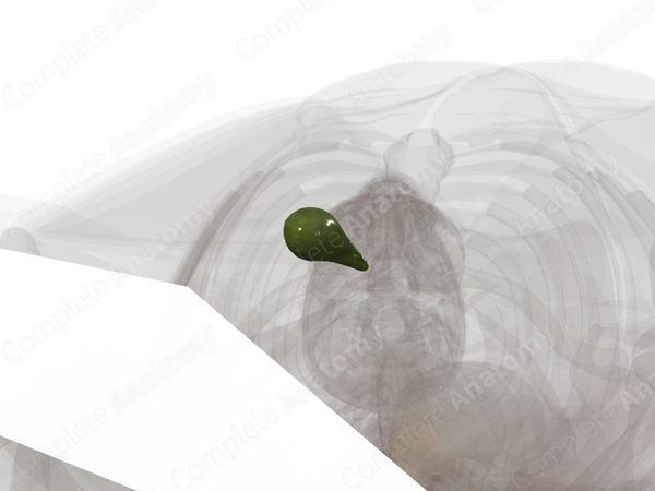 Gallbladder