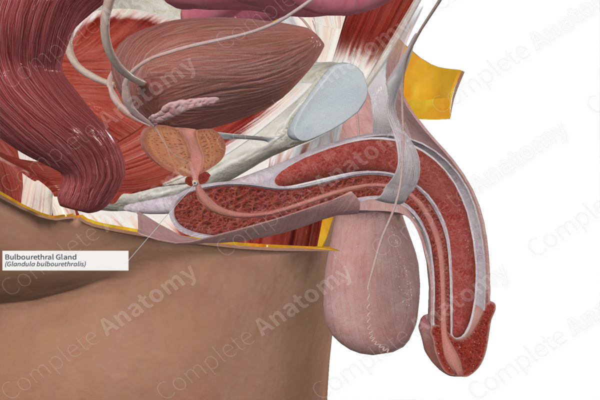 Bulbourethral Gland 