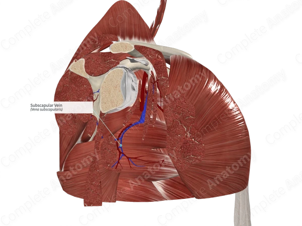 Subscapular Vein 