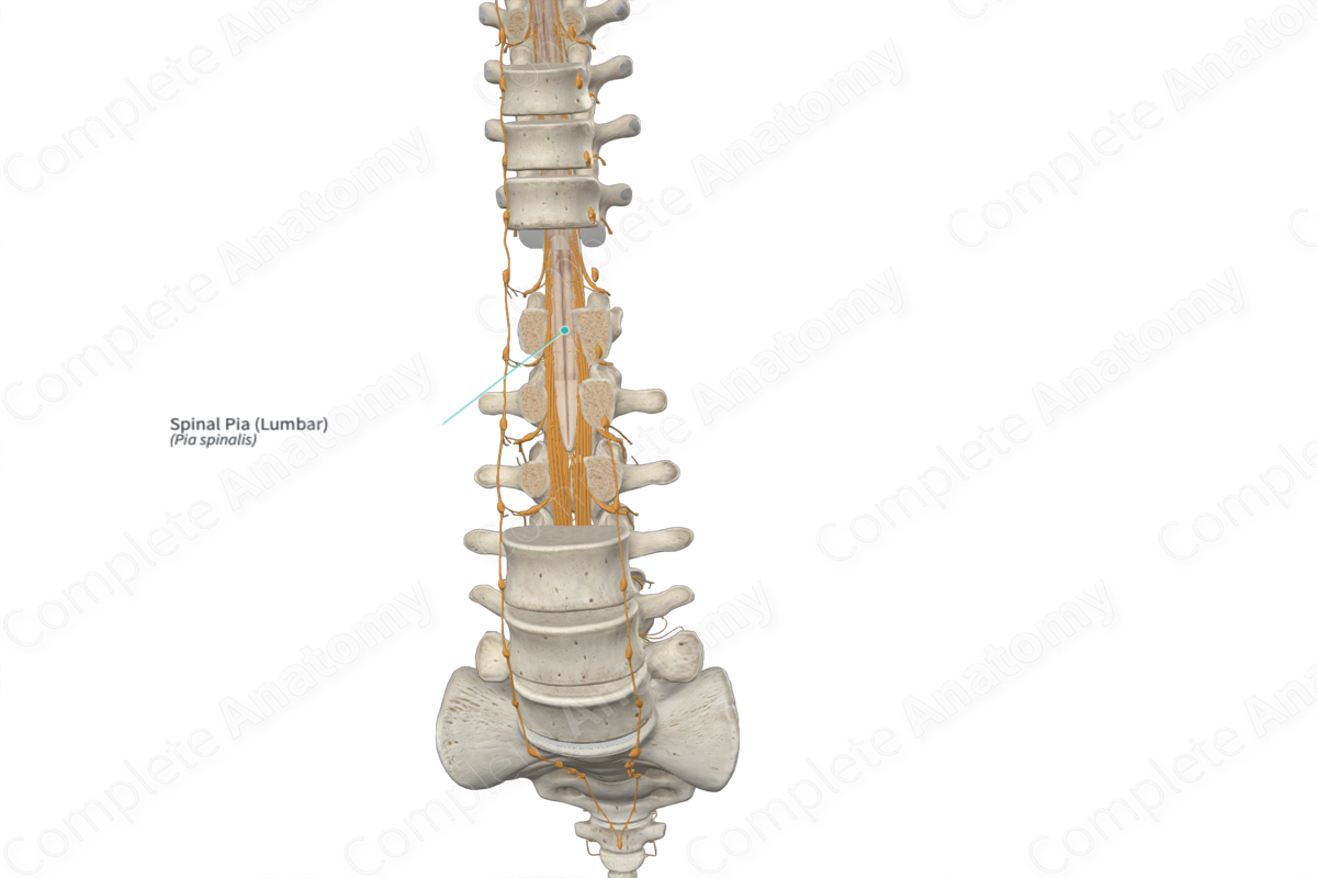 Spinal Pia (Lumbar)