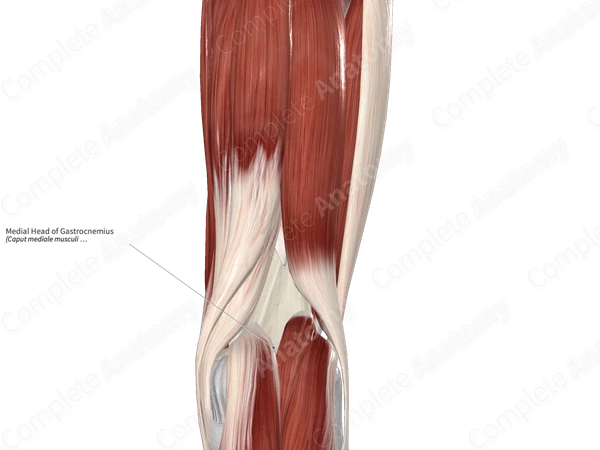 Medial Head of Gastrocnemius