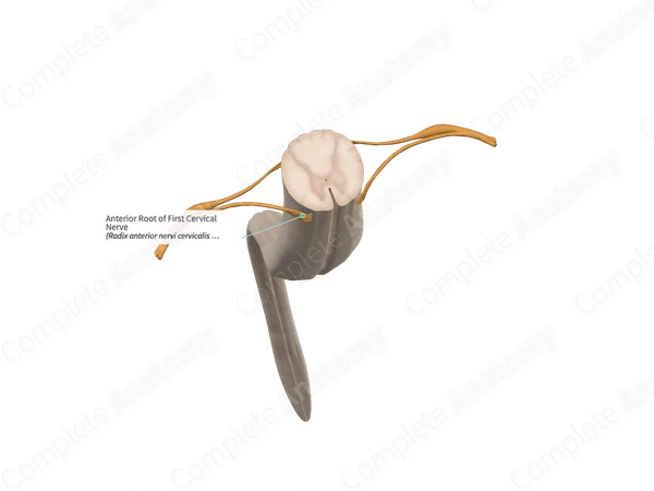Anterior Root of First Cervical Nerve