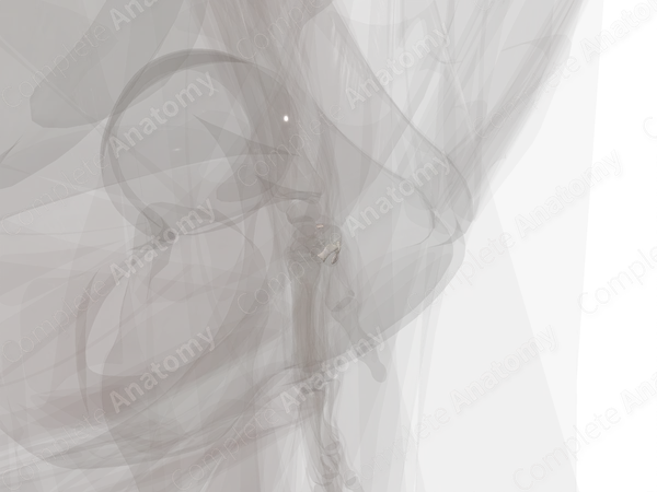 Pisiform Joint (Left)
