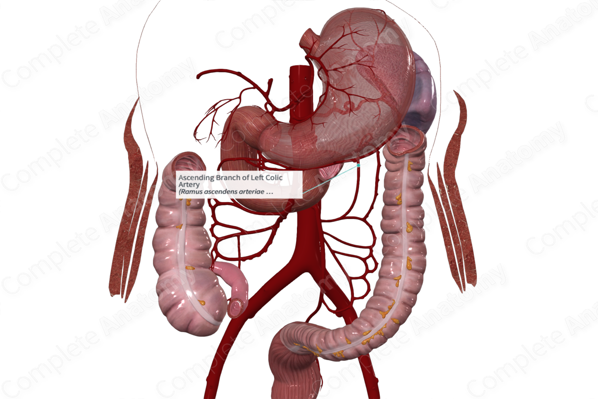 Ascending branch of left colic artery complete anatomy