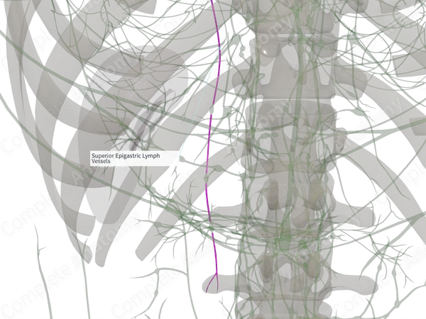 Superior Epigastric Lymph Vessels (Left)