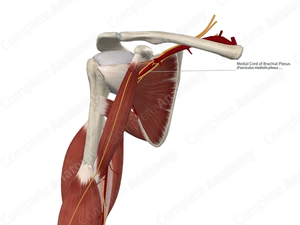 Medial Cord of Brachial Plexus 