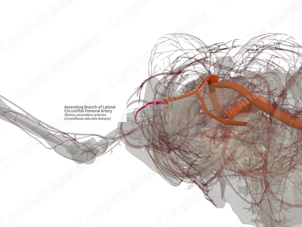 Ascending Branch of Lateral Circumflex Femoral Artery (Left)