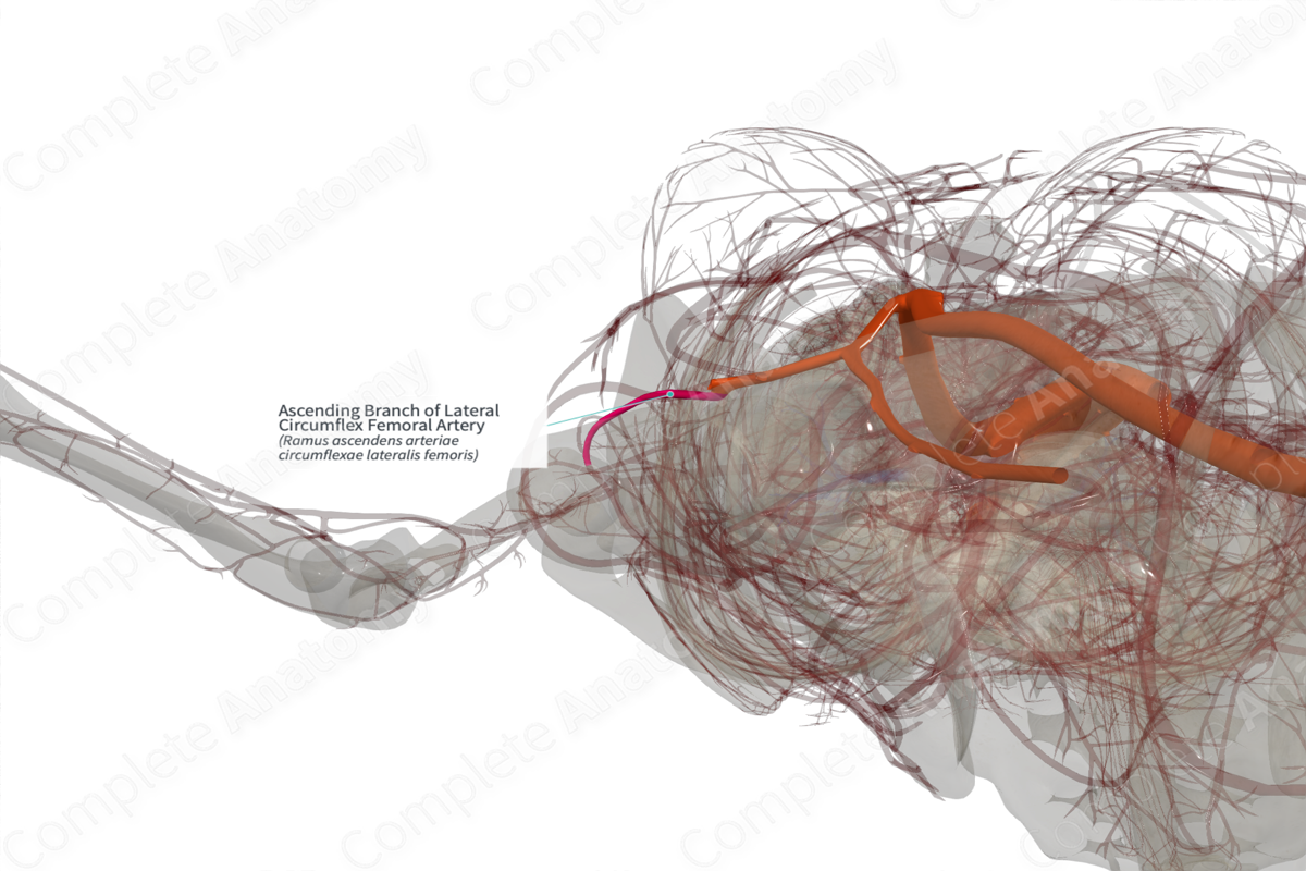 Ascending Branch of Lateral Circumflex Femoral Artery (Left)