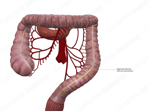 Sigmoid Arteries