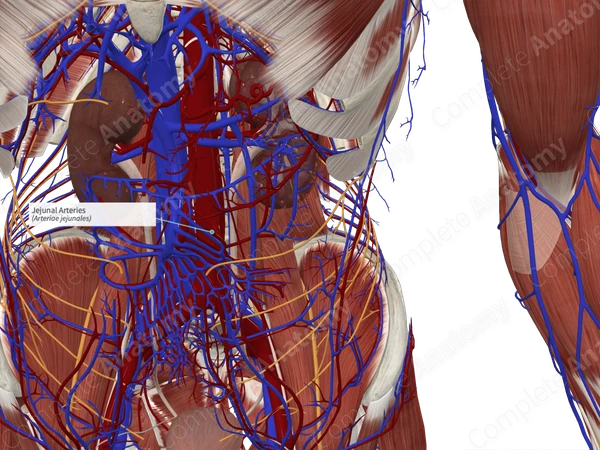 Jejunal Arteries