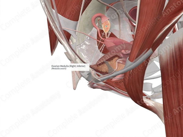 Ovarian Medulla (Right; Inferior)