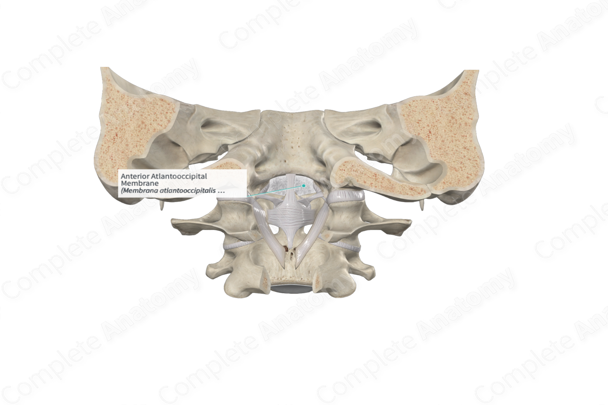 Anterior Atlantooccipital Membrane
