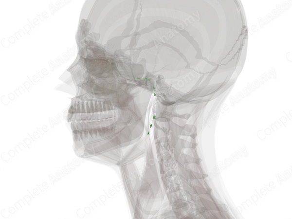 Superficial Parotid Nodes (Left)