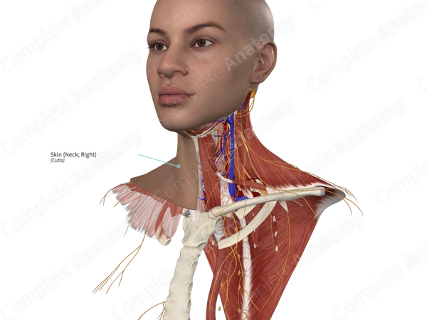 Skin (Neck; Right)