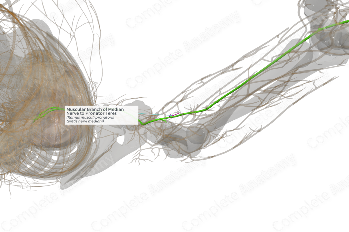 Muscular Branch Of Median Nerve To Pronator Teres (Left) | Complete Anatomy