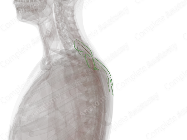 Lymph Vessels of Back