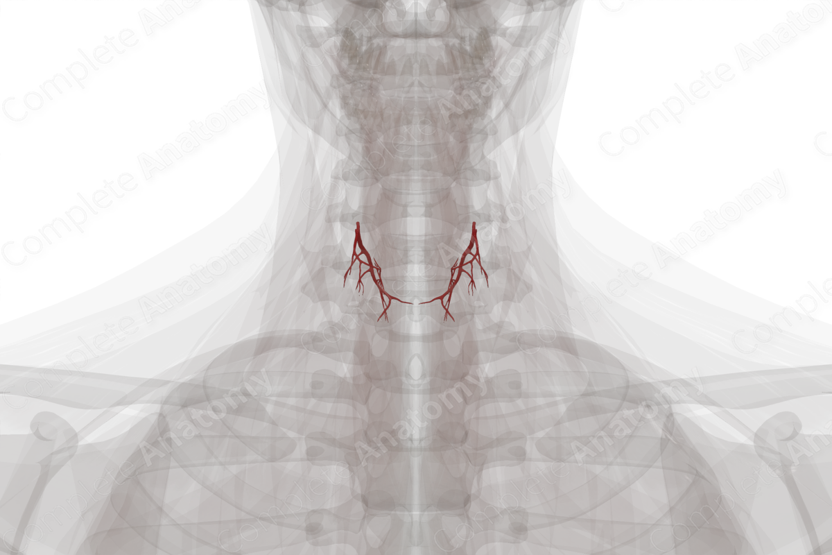 Arteries of Thyroid Gland