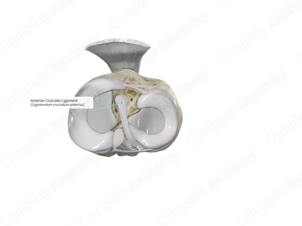 Anterior Cruciate Ligament