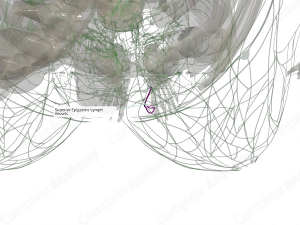 Superior Epigastric Lymph Vessels (Left)