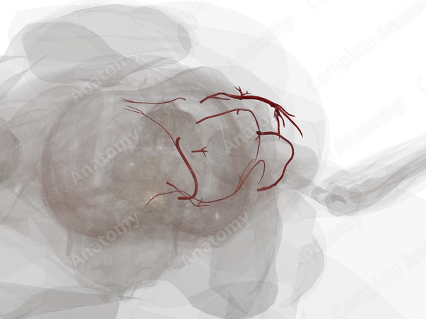 Arteries of Pelvic Girdle (Left)