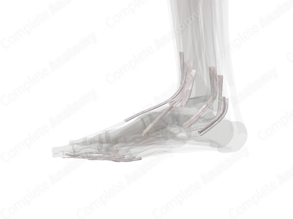 Tendon Sheaths of Lower Limb (Left)