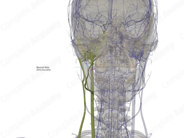 Buccal Vein (Left)