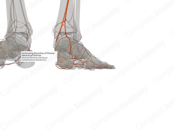 Perforating Branches of Plantar Metatarsal Arteries (Right)