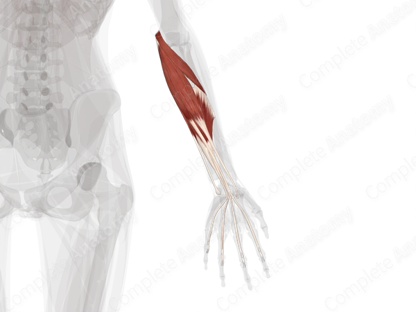 Left Inner Forearm Superficial Part of Anterior Compartment of Forearm (Left) | Complete ...