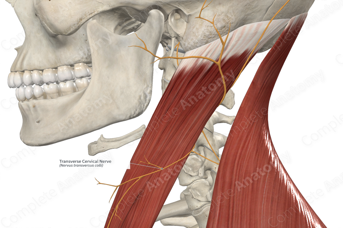 Transverse Cervical Nerve | Complete Anatomy