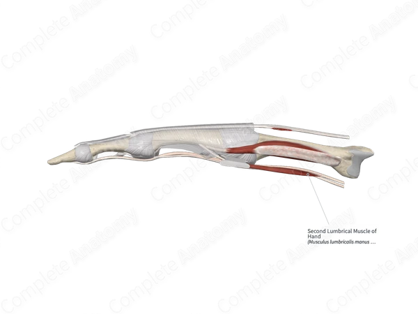Second Lumbrical Muscle of Hand 