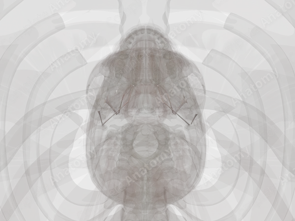 Cranial Syndesmoses