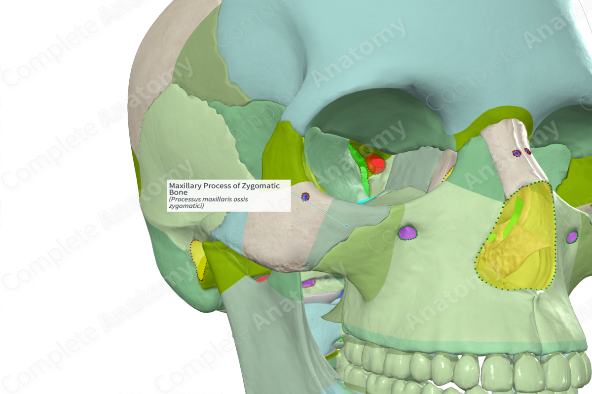 Maxillary Process of Zygomatic Bone