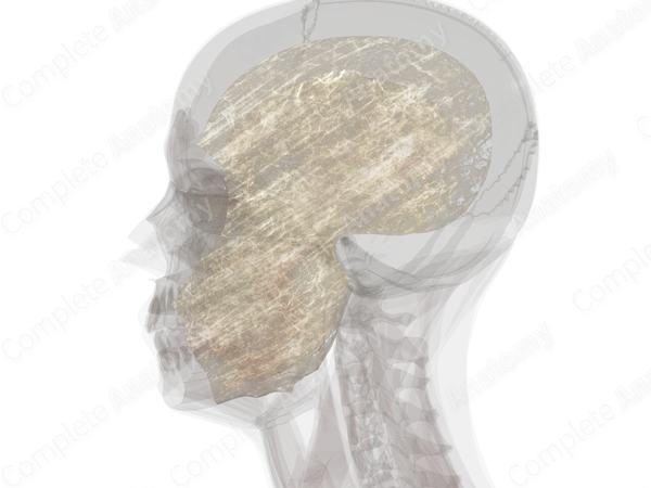 Superficial Fascia of Head